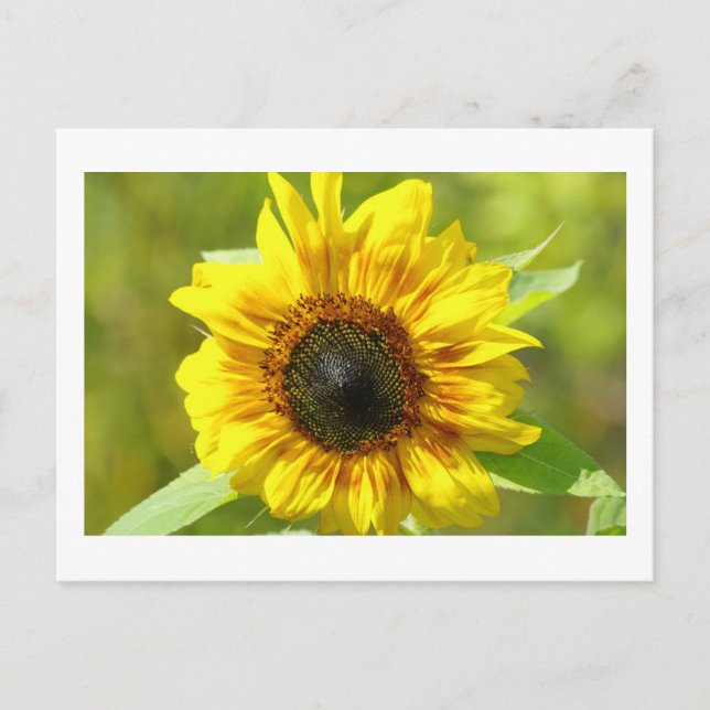 Gelbe Sonnenblume Postkarte (Vorderseite)