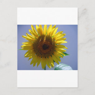 Gelbe Sonnenblume Postkarte