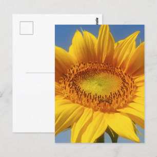 Gelbe Sonnenblume Postkarte