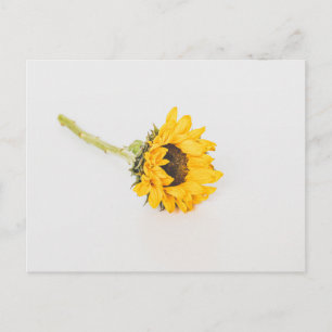 Gelbe Sonnenblume Postkarte