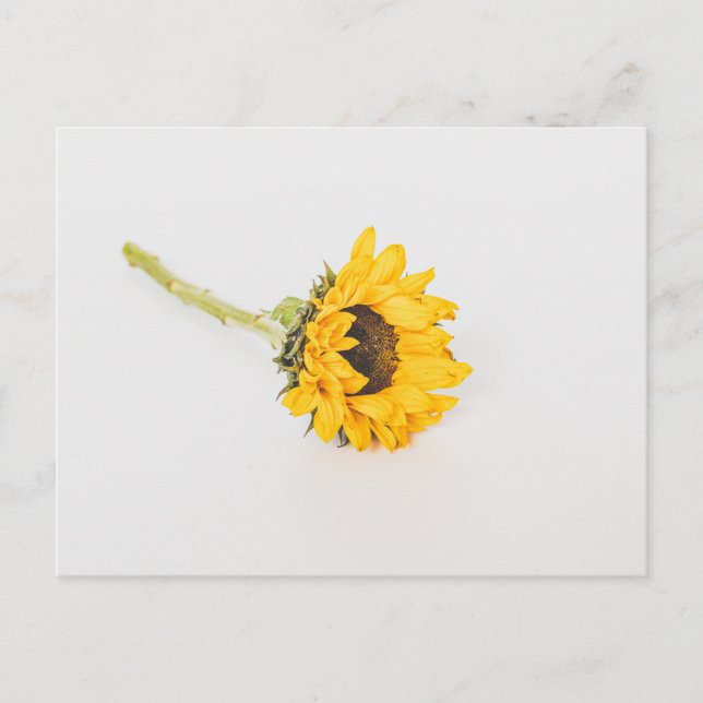 Gelbe Sonnenblume Postkarte (Vorderseite)