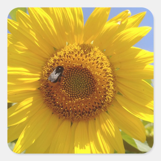 Gelbe Sonnenblume Quadratischer Aufkleber (Vorderseite)