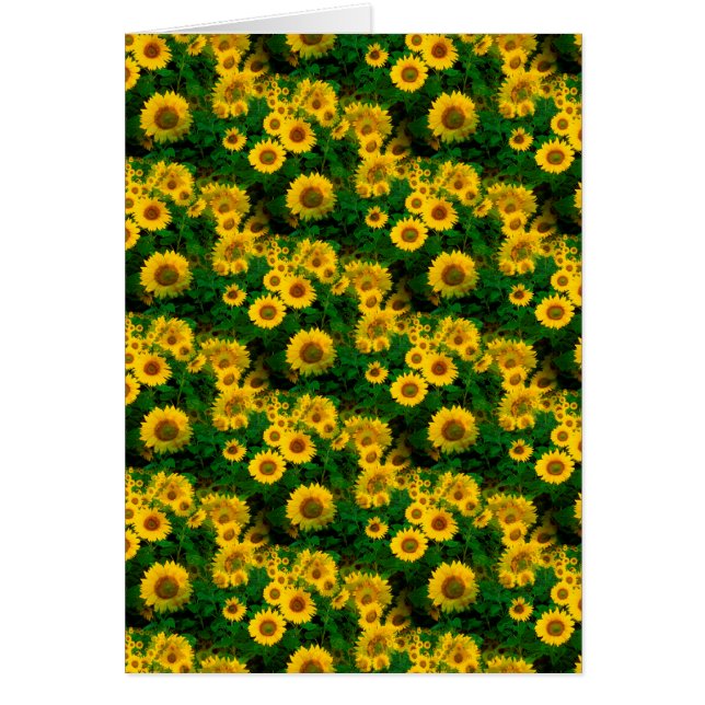 Gelbe Sonnenblumen (Vorne)