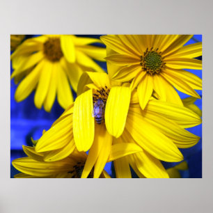 Gelbe Sonnenblumen, Blaues Bienenposter Poster