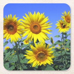 Gelbe Sonnenblumen-Blumen Hochzeit Blau Party Rechteckiger Pappuntersetzer