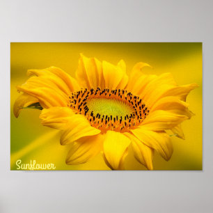Gelbe Sonnenblumen-Dekorationspopapier (Matte) Poster
