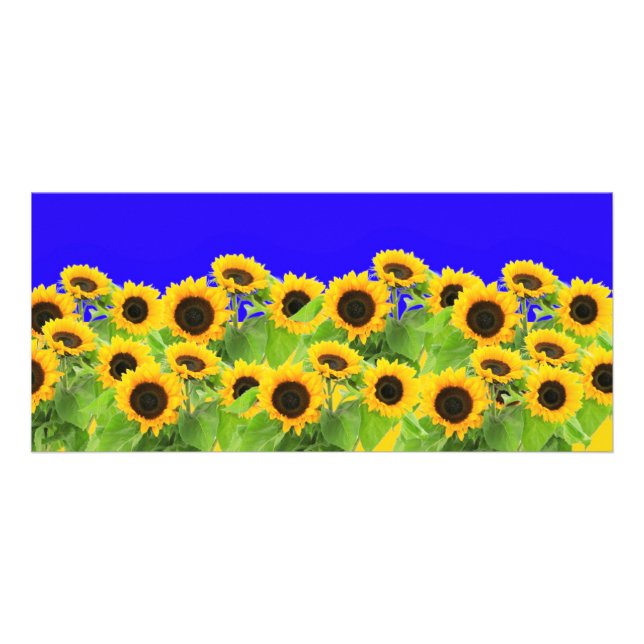 Gelbe Sonnenblumen Karten (Vorne)