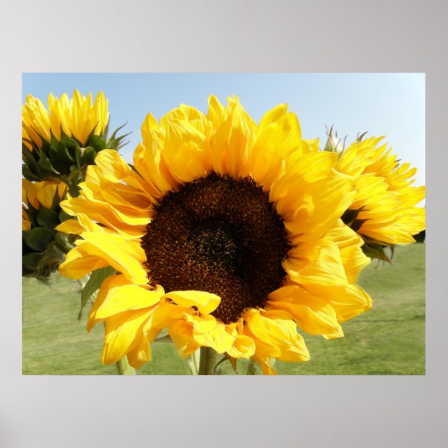 Gelbe Sonnenblumen Poster (Vorne)