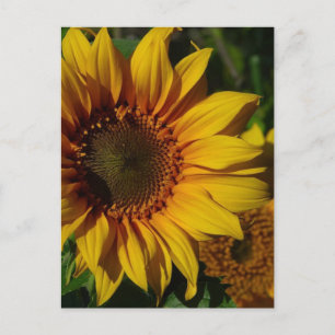 Gelbe Sonnenblumen Postkarte