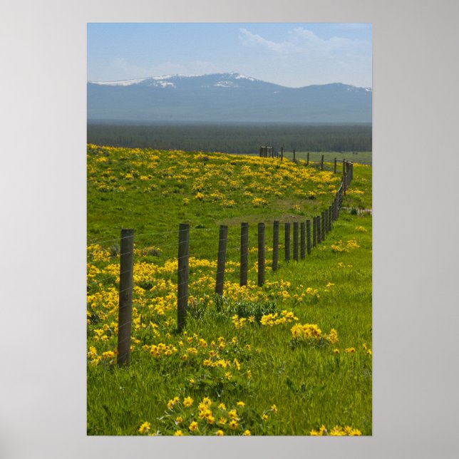 Gelbe Sonnenblumen und Berge Poster (Vorne)