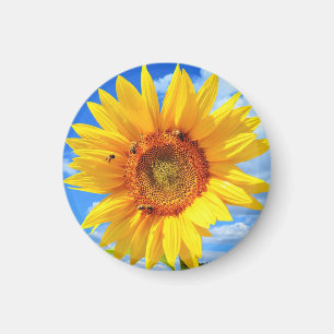 Gelbe Sonnenblumen und Bienen auf blauem Himmel -  Magnet