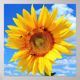 Gelbe Sonnenblumen und Bienen auf blauem Himmel - Poster