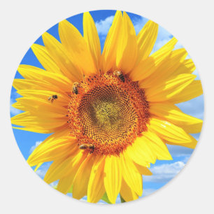Gelbe Sonnenblumen und Bienen auf blauem Himmel - Runder Aufkleber