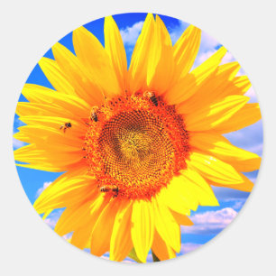 Gelbe Sonnenblumen und Bienen auf Blue Sky Sticker