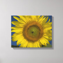 Gelbe Sonnenblumen und blauer Himmel