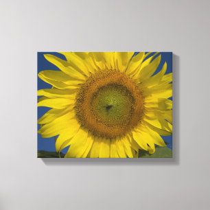 Gelbe Sonnenblumen und blauer Himmel Leinwanddruck