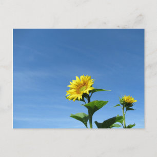 Gelbe Sonnenblumen und blauer Himmel Postkarte