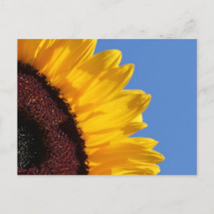 Gelbe Sonnenblumen und blauer Himmel Postkarte