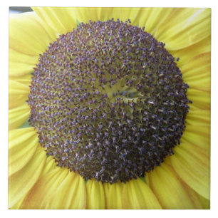 Gelbe Sonnenblumenzange Fliese
