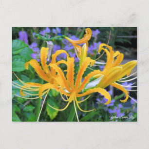 Gelbe Spinne Lily [Postkarte] Postkarte