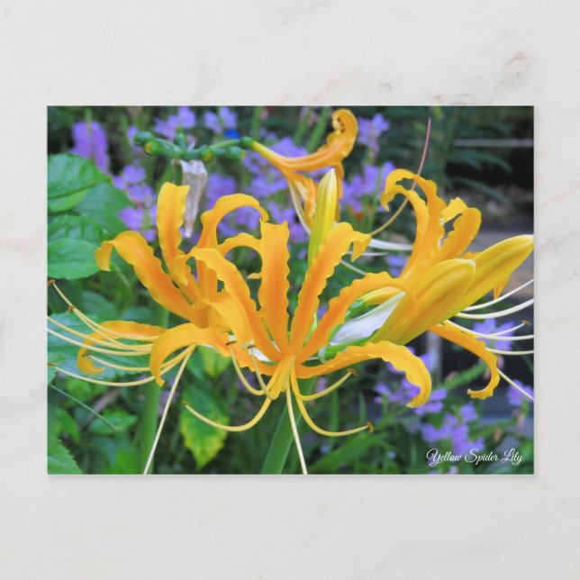 Gelbe Spinne Lily [Postkarte] Postkarte (Vorderseite)