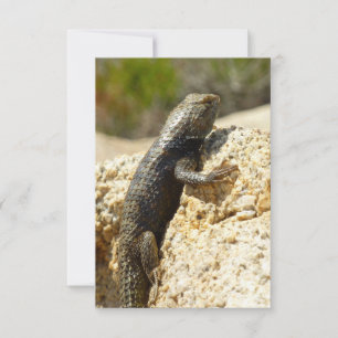 Gelbe Spiny Lizard bei Joshua Tree