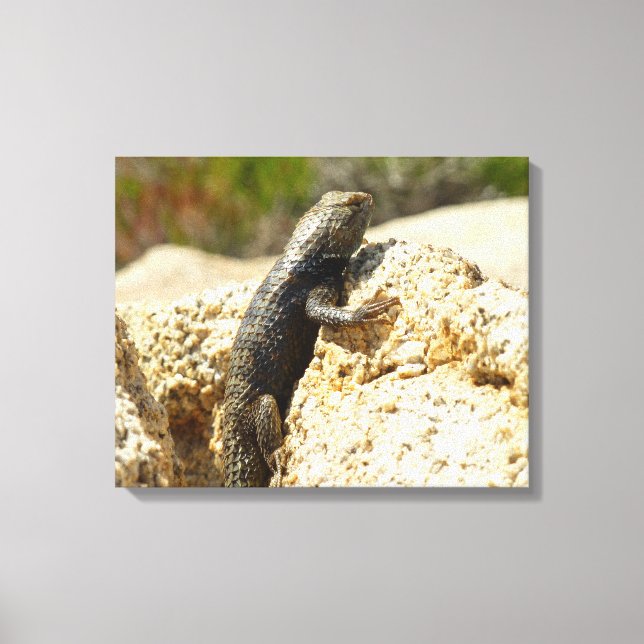 Gelbe Spiny Lizard bei Joshua Tree Leinwanddruck (Vorderseite)