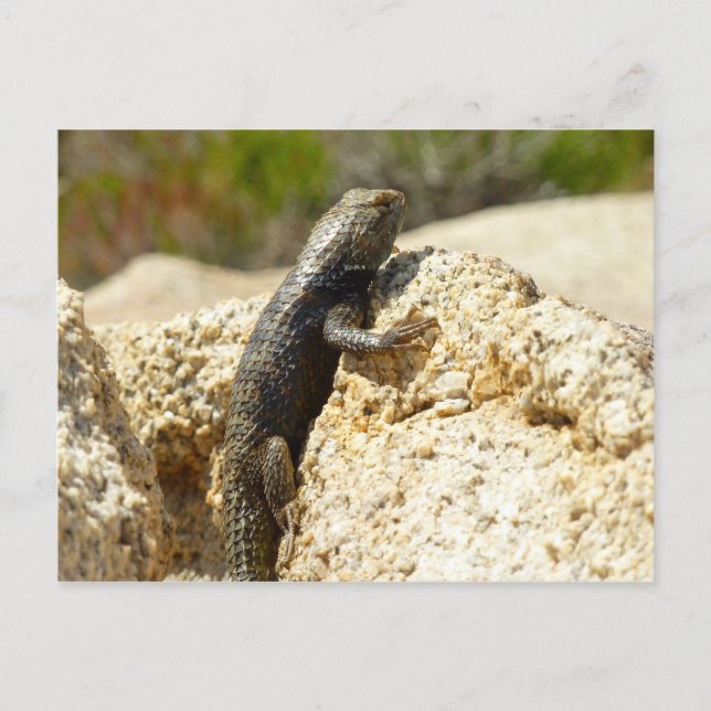 Gelbe Spiny Lizard bei Joshua Tree Postkarte (Vorderseite)