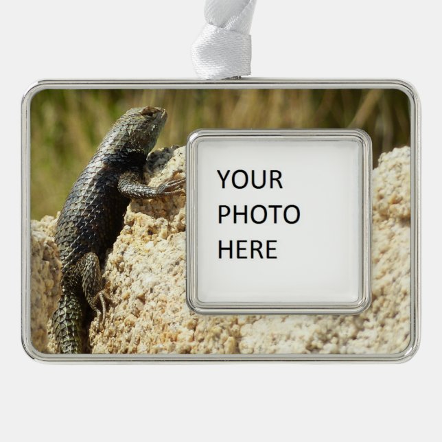 Gelbe Spiny Lizard bei Joshua Tree Rahmen-Ornament Silber (Vorderseite)