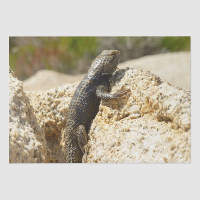 Gelbe Spiny Lizard bei Joshua Tree Seidenpapier (Vorderseite)