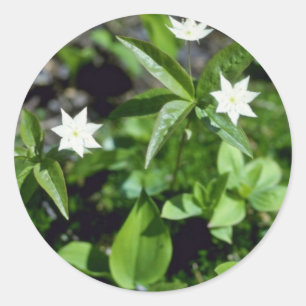 Gelbe Starflower (Trientalis Borealis) Blumen Runder Aufkleber