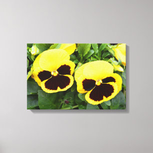 Gelbe Stiefmütterchen-Blumen Leinwanddruck
