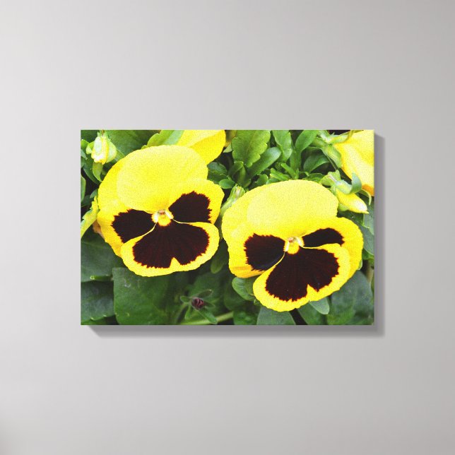 Gelbe Stiefmütterchen-Blumen Leinwanddruck (Vorderseite)