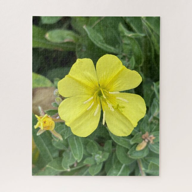 Gelbe Strand-Abendprimel, Oakland Puzzle (Vertikal)