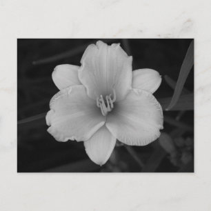 Gelbe Tageslilie Postkarte