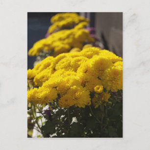 Gelbe Tagetes sonnen sich im Sonnenlicht Postkarte