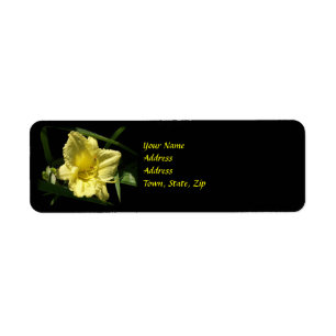 Gelbe Taglilie Blume