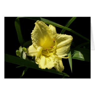 Gelbe Taglilie Blume Hemerocallis