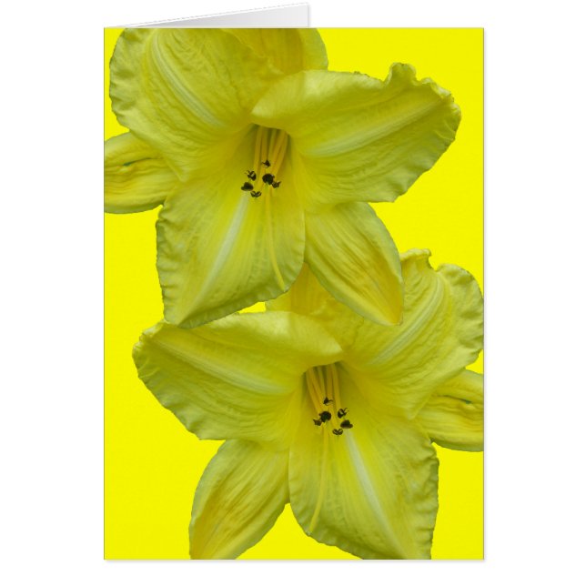 Gelbe Taglilie-Koordinationselemente (Vorne)