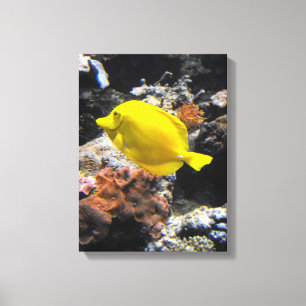 Gelbe Tang-Fische Leinwanddruck