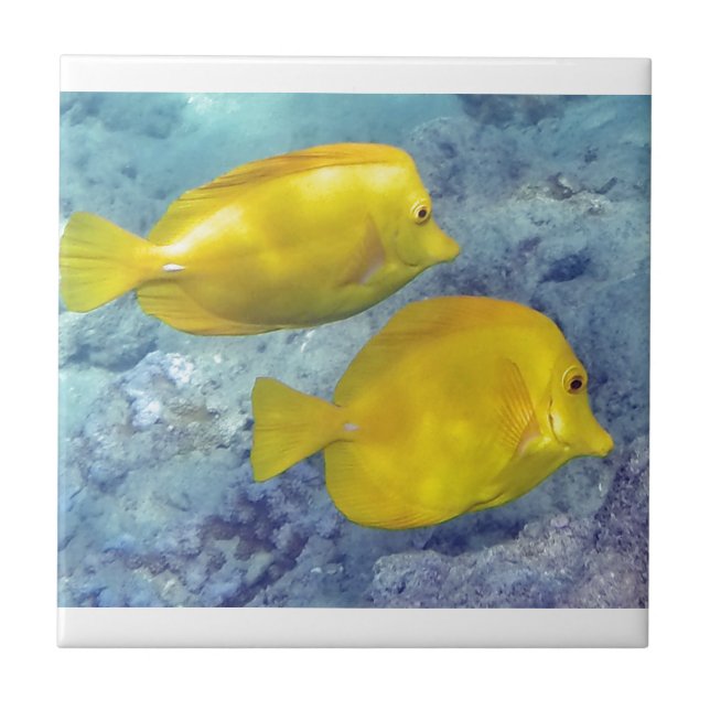 Gelbe Tangs Fliese (Vorderseite)