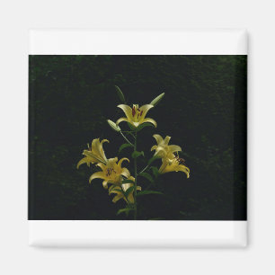 Gelbe Taylilys, Tom Wurl Magnet