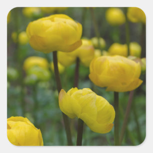 Gelbe Trollblumen-Aufkleber Quadratischer Aufkleber