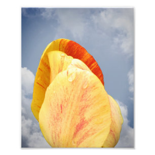 Gelbe Tulip-Blume auf blauem Himmel 8x10 Fotodruck