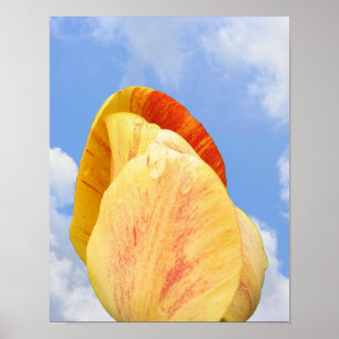 Gelbe Tulip-Blume auf blauem Himmel Poster