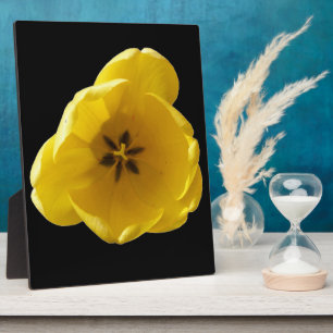 Gelbe Tulip Plaque Fotoplatte