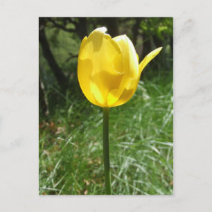 Gelbe Tulip Postkarte