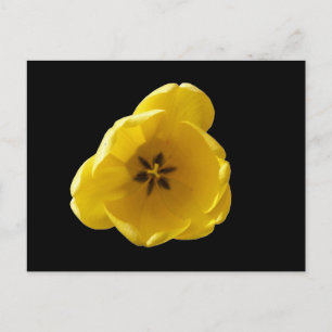 Gelbe Tulip Postkarte