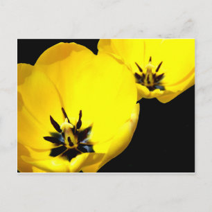 Gelbe Tulip Postkarte