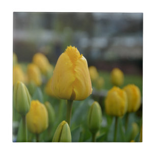 Gelbe Tulipen im Feld Fliese
